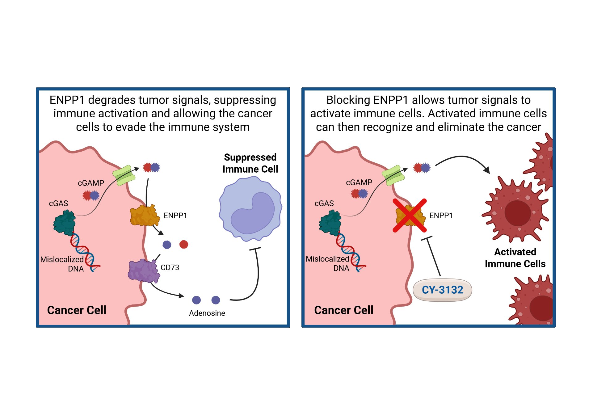 Comparison of tumor cell immune evasion versus treatment with CY-3132. Left: ENPP1 degrades tumor signals, suppressing immune activation. Right: CY-3132 blocks ENPP1, allowing immune cells to recognize and eliminate cancer.