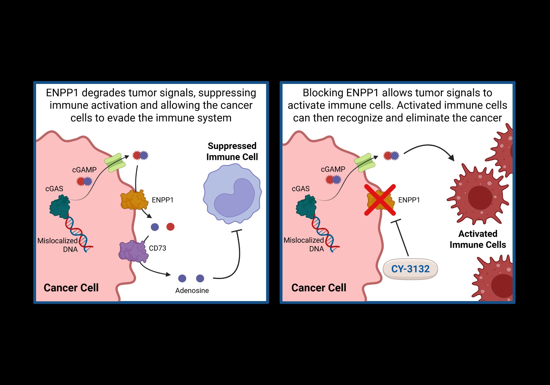 Comparison of tumor cell immune evasion versus treatment with CY-3132. Left: ENPP1 degrades tumor signals, suppressing immune activation. Right: CY-3132 blocks ENPP1, allowing immune cells to recognize and eliminate cancer.